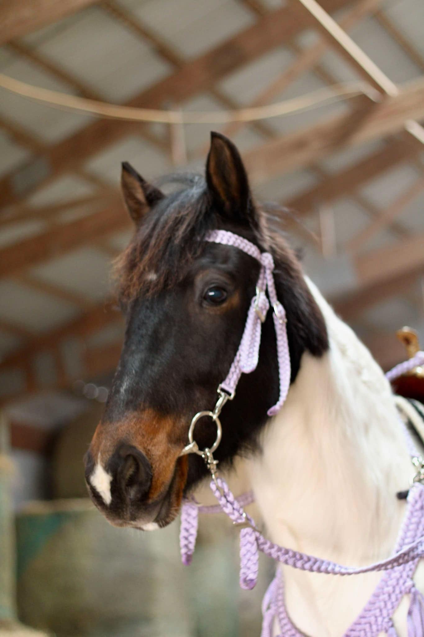 Brow Band Quick Change Headstalls with a Throat Latch (all colors)