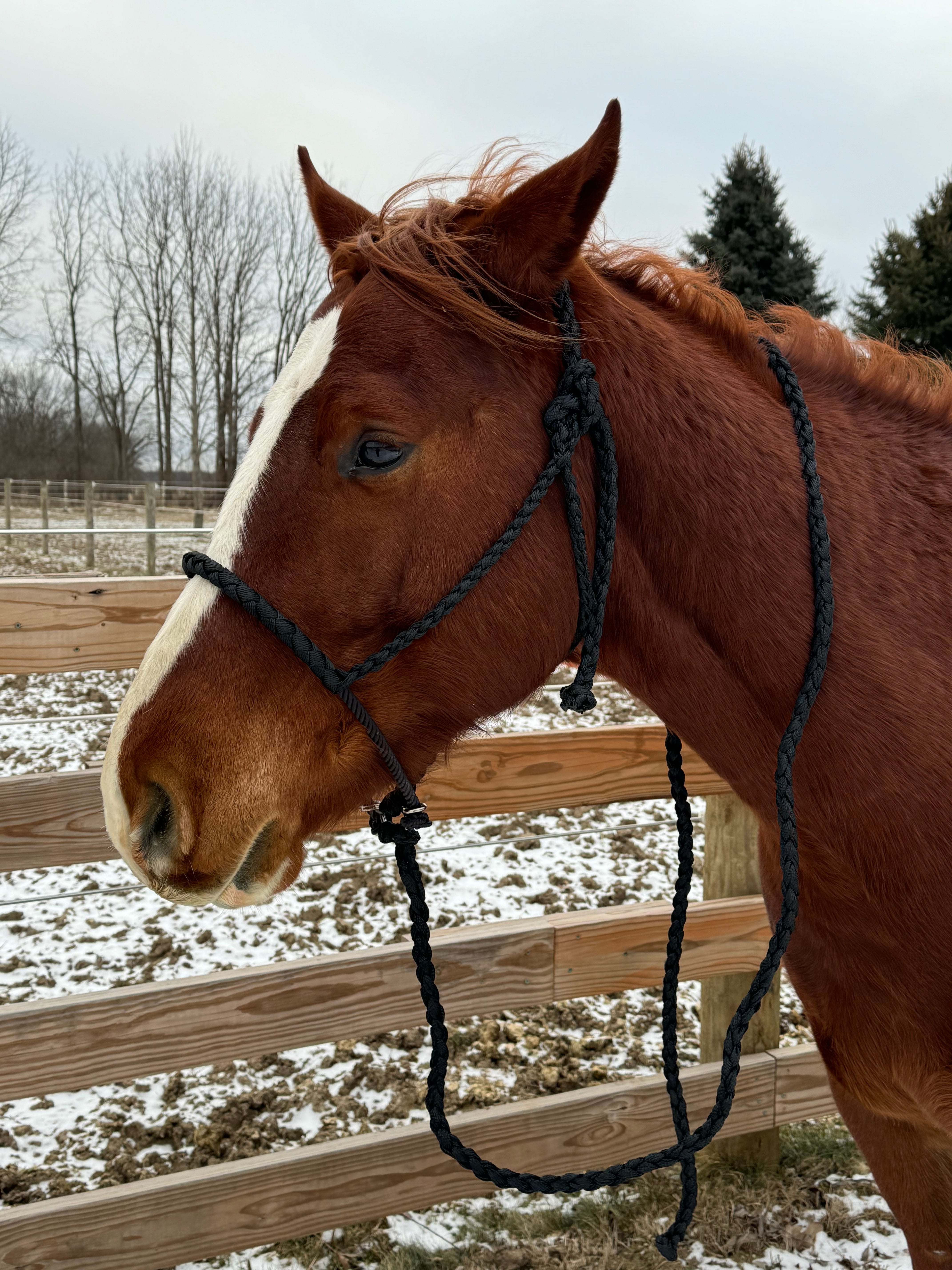 Lariat Mule Tape Halters