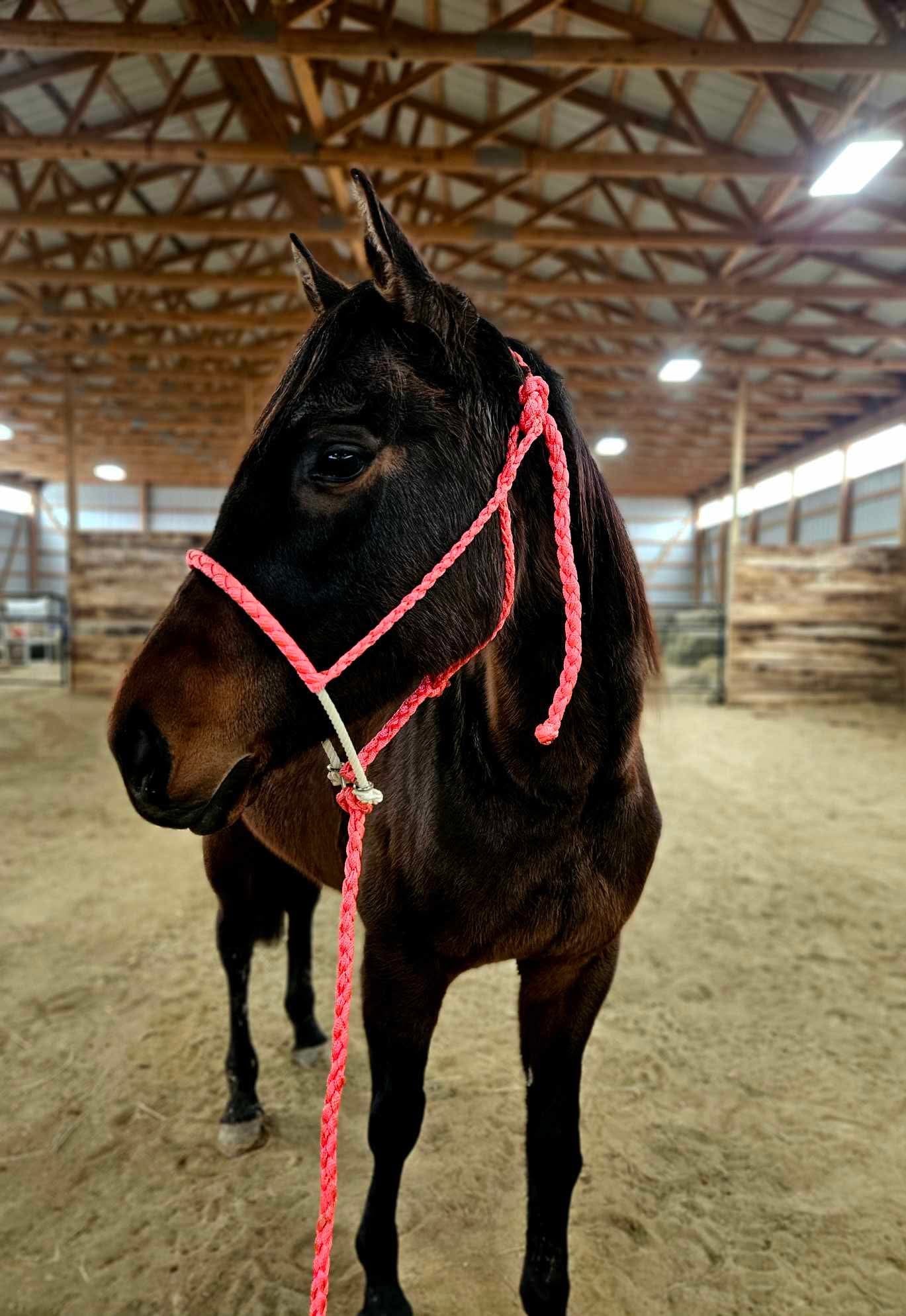 Lariat Mule Tape Halters
