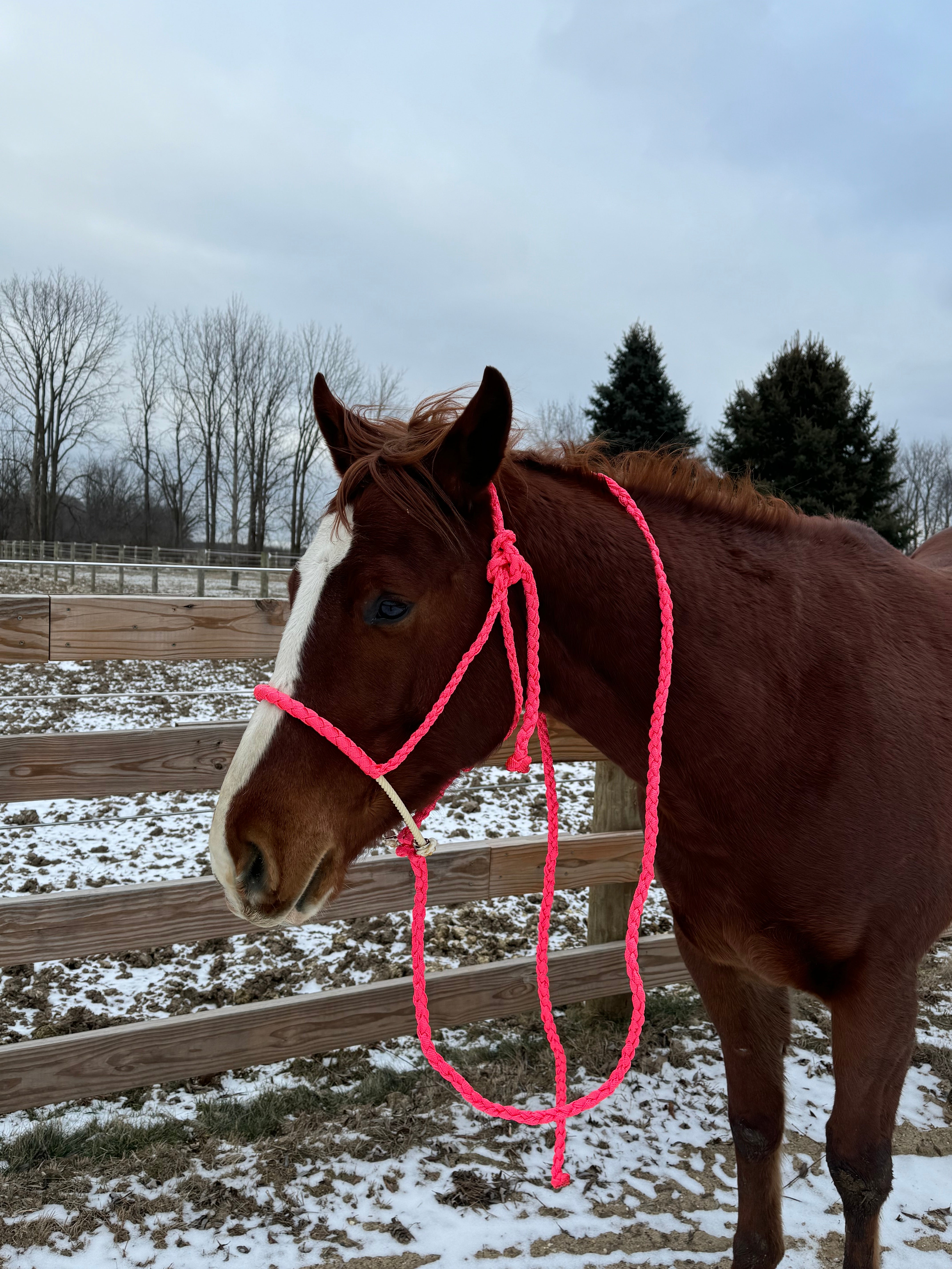 Lariat Mule Tape Halters