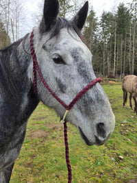 Lariat Mule Tape Halters