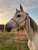 Lariat Mule Tape Halters