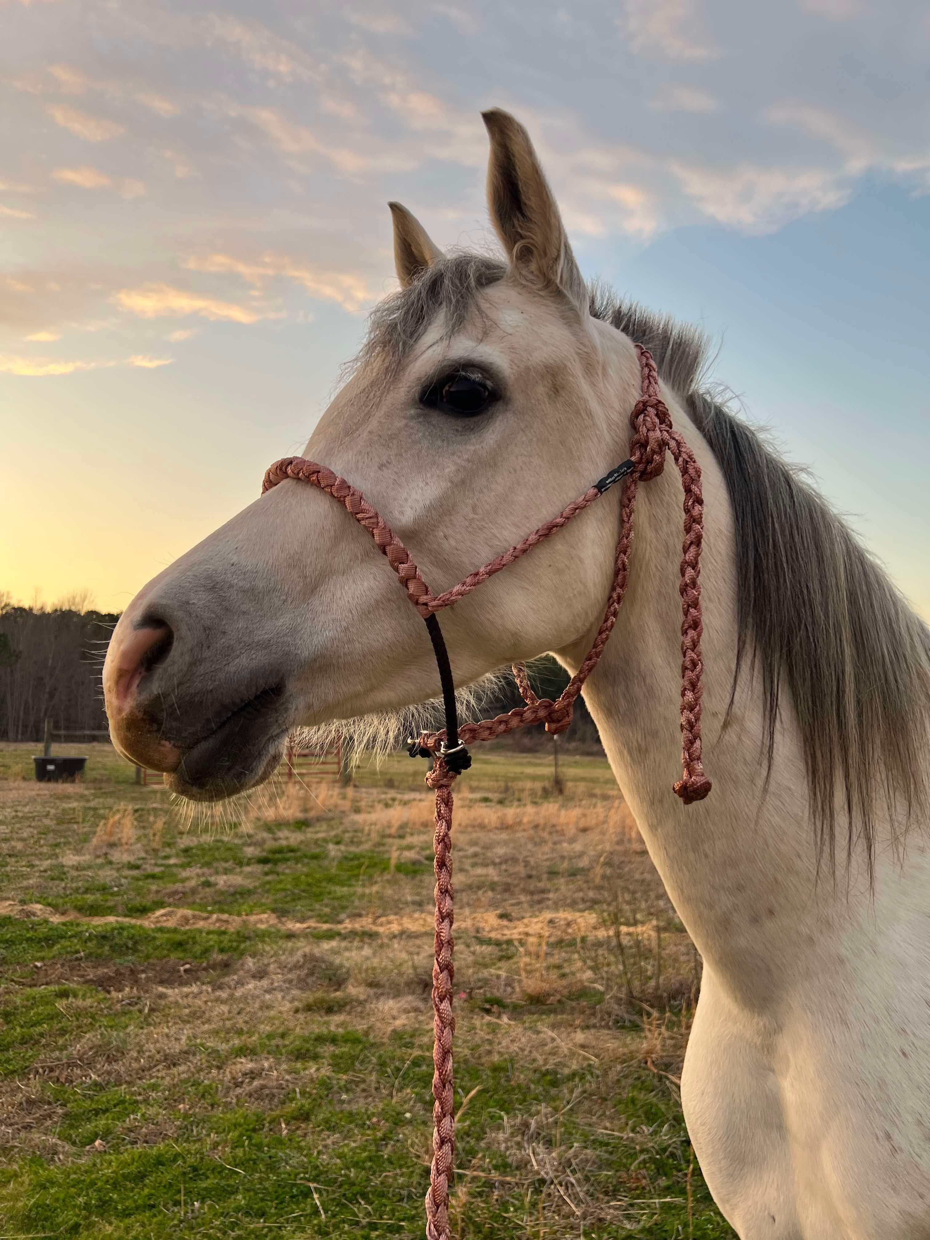 Lariat Mule Tape Halters